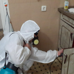 Дезинфекция от муравьев в квартире в Головинском районе Москвы
